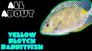 All About The Yellow Blotch Rabbitfish or Orange Spotted Foxface Rabbitfish [upl. by Inalej]