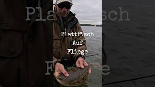 Plattfisch auf Fliege fliegenfischen flyfishing ostsee seatrout flounder [upl. by Mcknight525]