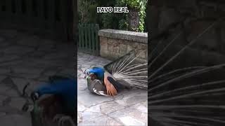 Pavo Real [upl. by Aroled]