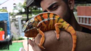 Blue Tongue Skinks Panther Chameleons and more We take a tour of Mannys place [upl. by Eeuqram]