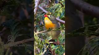 Chinese Nightingale Singing  Pekin Robin Bird Song  Aviary Birds birds bird nature animals [upl. by Assiren]