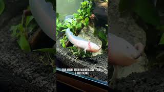 AXOLOTL GABOLEH DIKASIH MAKAN TIAP HARI axolotl axolotls foryou fyp aquascape fypシ゚viral [upl. by Droffats]