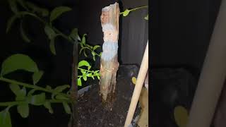 2 month Update on Black Willow Cutting [upl. by Aneema]