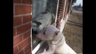 Dogo Argentino attacks  Dog Fight [upl. by Gilman]