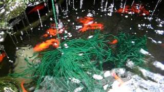 goldfish spawning into homemade mops [upl. by Ailgna]