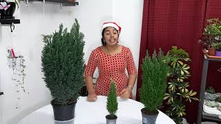 Chamaecyparis law or Lawson cypress plant caremalayalam [upl. by Atiras]