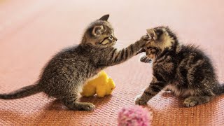 20 Minutes of Adorable Kittens 😍  BEST Compilation [upl. by Wileen762]