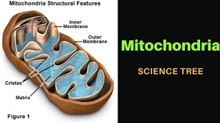 Mitochondria  Mitochondria structure and function [upl. by Helga395]