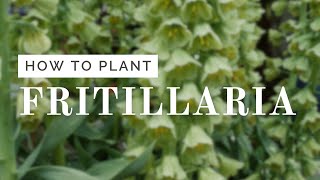 Fritillaria Planting Tutorial [upl. by Maryjane]