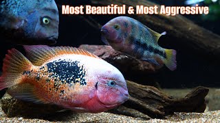 A Basic Guide To Keeping Vieja Cichlids [upl. by Stimson182]