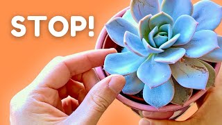 If You Do This Your Succulent Will NEVER Thrive [upl. by Armalla63]