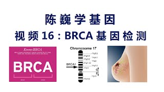 【陈巍学基因】视频16：BRCA基因检测 [upl. by Devi860]