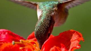 Hand feeding hummingbirds  Raw Video [upl. by Mathian]