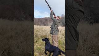 Driven Shooting with Labrador Retriever Gundog shotgun dog [upl. by Cutlip72]