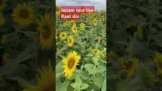 Janam tere liye Raat din 🌹🫶😍 trending shots youtube funny Samirdutta219 [upl. by Anifares]