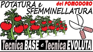 POTATURA e SFEMMINELLATURA del POMODORO  Tecnica BASE e Tecnica EVOLUTA [upl. by Etnwahs]