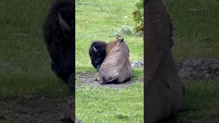 Mighty Bison’s Feathered Friends  Yellowstone National Park  Road Trip Series 🚗 [upl. by Monte]