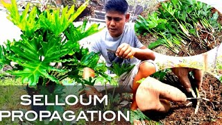 HOW TO PROPAGATE SELLOUM PLANT CUTTINGS FROM MOTHER PLANT AND READY TO SELL [upl. by Auhsot]