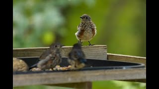 Maine Live Bird feeder Cam A close up view Lots of Bluebirds and Cardinals [upl. by Dinsdale]