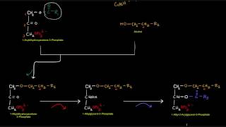 Plasmalogen Synthesis [upl. by Stoll711]