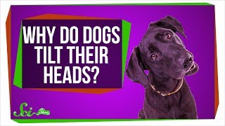 Why Do Dogs Tilt Their Heads [upl. by Notsirt]