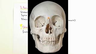 ANATOMİ12KONUCranium Frontal Kemik [upl. by Elvyn]