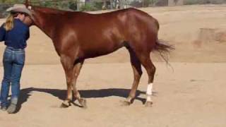 Classic Designation Halter Horse For Sale [upl. by Enar]