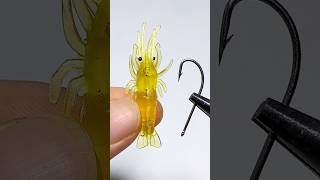 Tips for using shrimp for fishing fishing fishinglife [upl. by Pat]