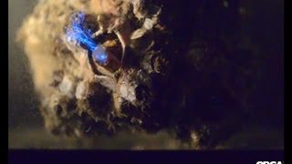 Barnacles feeding on bioluminescent dinoflagellates [upl. by Hehre861]