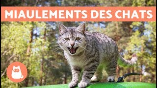 Les miaulements des chats et leur signification [upl. by Sinne]