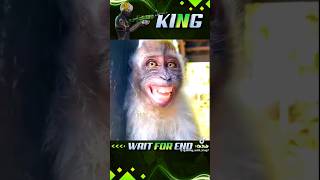 HAGLU kokon br kingfunnyvideos garenafreefire freefirefunny [upl. by Milson]