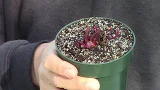 Caring for a Sarracenia Purchased in Winter [upl. by Revert]