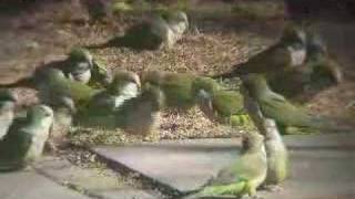 The Wild Parrots of Edgewater NJ [upl. by Maurili978]