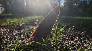 Flint Knapping Flint Dagger Part 1 Knapping [upl. by Jaye681]