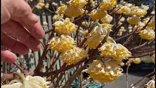 Edgeworthia a star garden specimen [upl. by Fay]