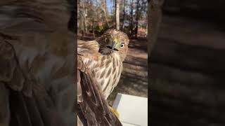 Woman finds a hawk trapped in her house [upl. by Charmion]