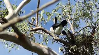 Tropical Treks Nesting Pied Cormorants Noosa River calling [upl. by Chappie]