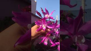 Hermosa floración de esta orquídea Laelia autumnalis 😍😍😍 orchids plants mexico flowers [upl. by Fortna808]