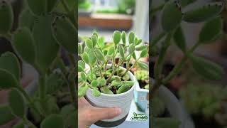 Cotyledon Tomentosa Bear Paw Succulent  Summer Care  THE NEXT GARDENER [upl. by Utica]