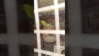 Plumheaded parakeetAustralia cocktail ringneck parrot [upl. by Ayetal823]