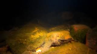 Freshwater Stonefish or Bullrout Ipswich Queensland Australia [upl. by Naraa]