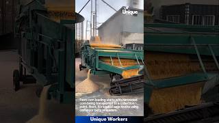 The process of farm corn loading  The workers do their job perfectly  machine shorts [upl. by Yramliw]