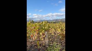 Charles Krug Winery Fall Vineyard in Napa Valley [upl. by Gagnon]