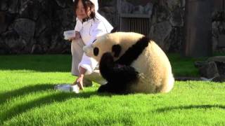 Giant Panda Twin Cubs Kaihin and Youhin of 2011 November at Wakayama Japan 202milk time [upl. by Alsworth]