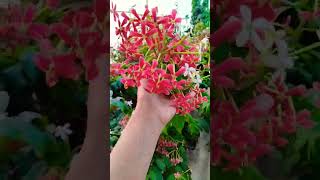 Rangoon creeper Madhumalti flowering trending song rangooncreeper [upl. by Enatan856]