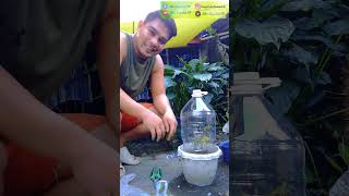 Easiest way to propagate Bougainvillea Cuttings bougainvillea shorts youtube icu shortvideo [upl. by Hunter802]