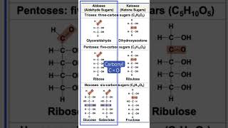 Aldoses vs Ketoses simplified see full lecture biology science [upl. by Fatimah]