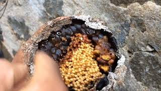 Taking Cheruthen  stingless BeesMalayalam [upl. by Weinberg500]