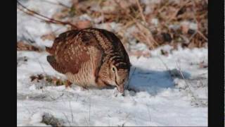 Eurasian Woodcock foraging in snow [upl. by Toole]