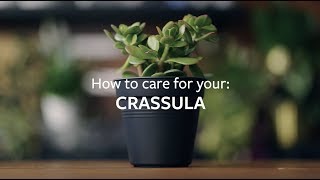 How to care for your Crassula  Grow at Home  RHS [upl. by Sturges649]